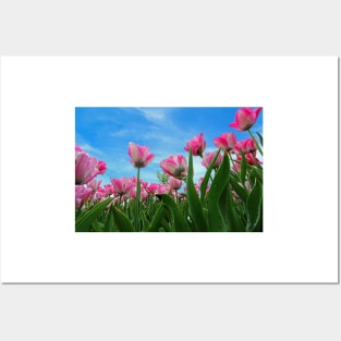 Pink Tulip Fields Posters and Art